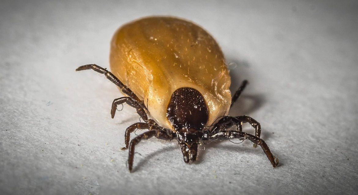 Dog Ticks How To Keep Your Dog Safe MyLifeMyDog