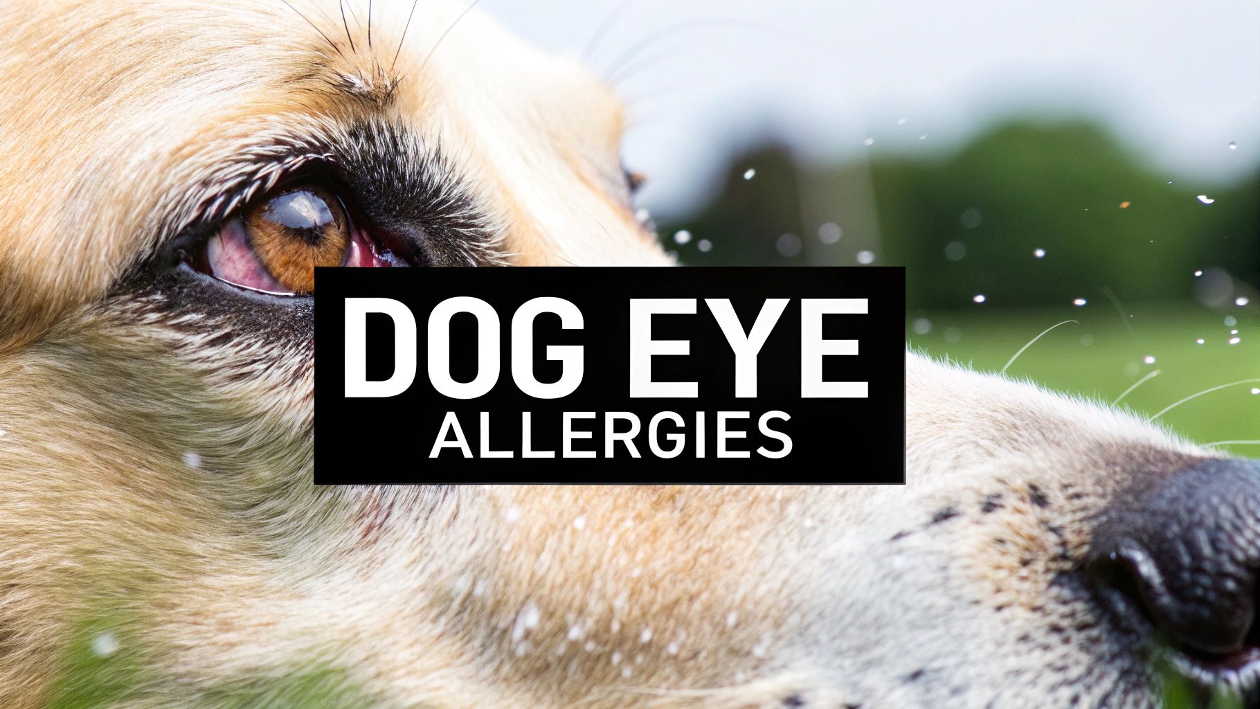 Dog Eye Allergies: How to Recognize Allergic Reaction in Dogs Eyes ...
