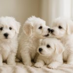 Coton de Tulear Puppies