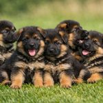 German Shepherd Puppies