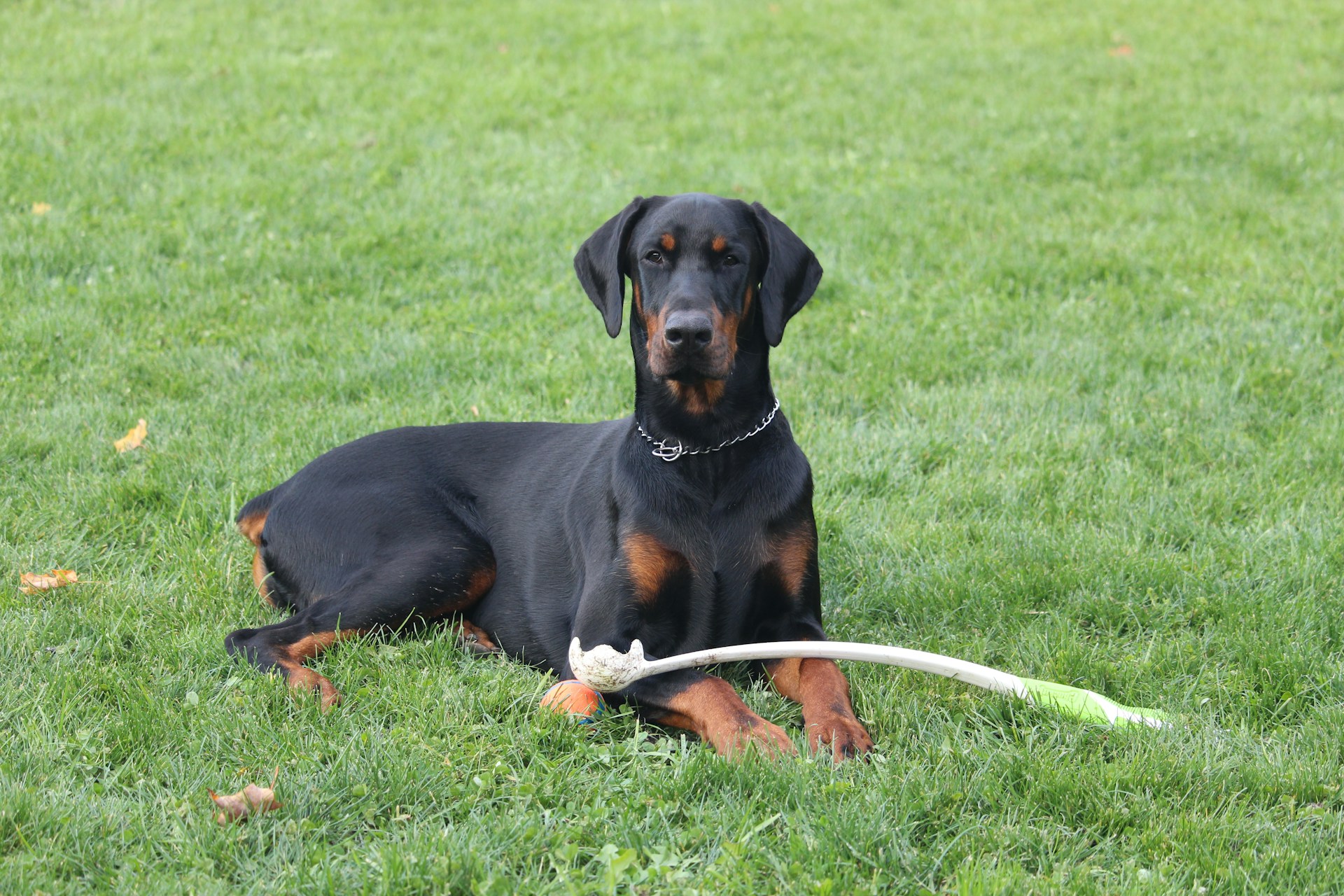Doberman at play
