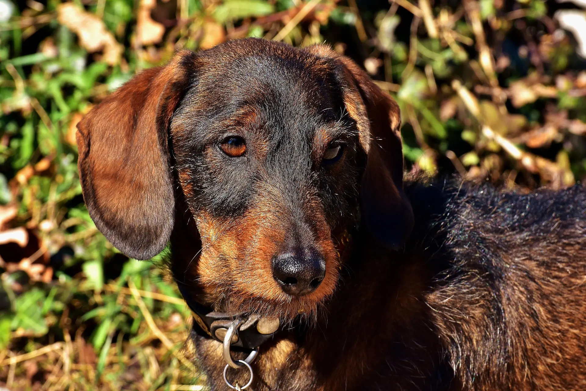 Wire haired Dachshund relaxing