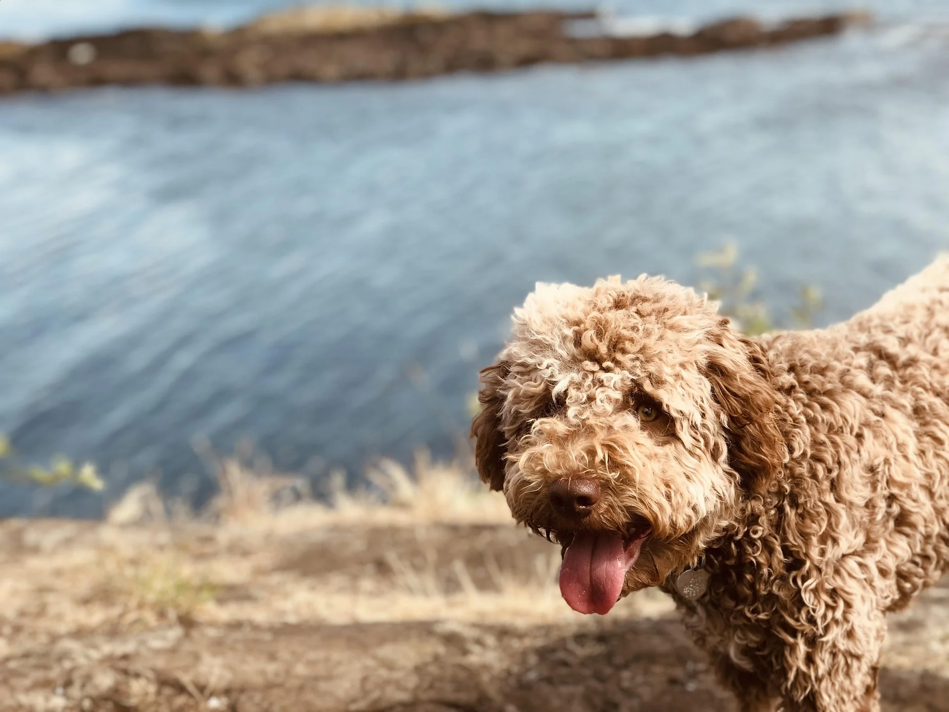 Lagotto Romagnolo looking for truffles