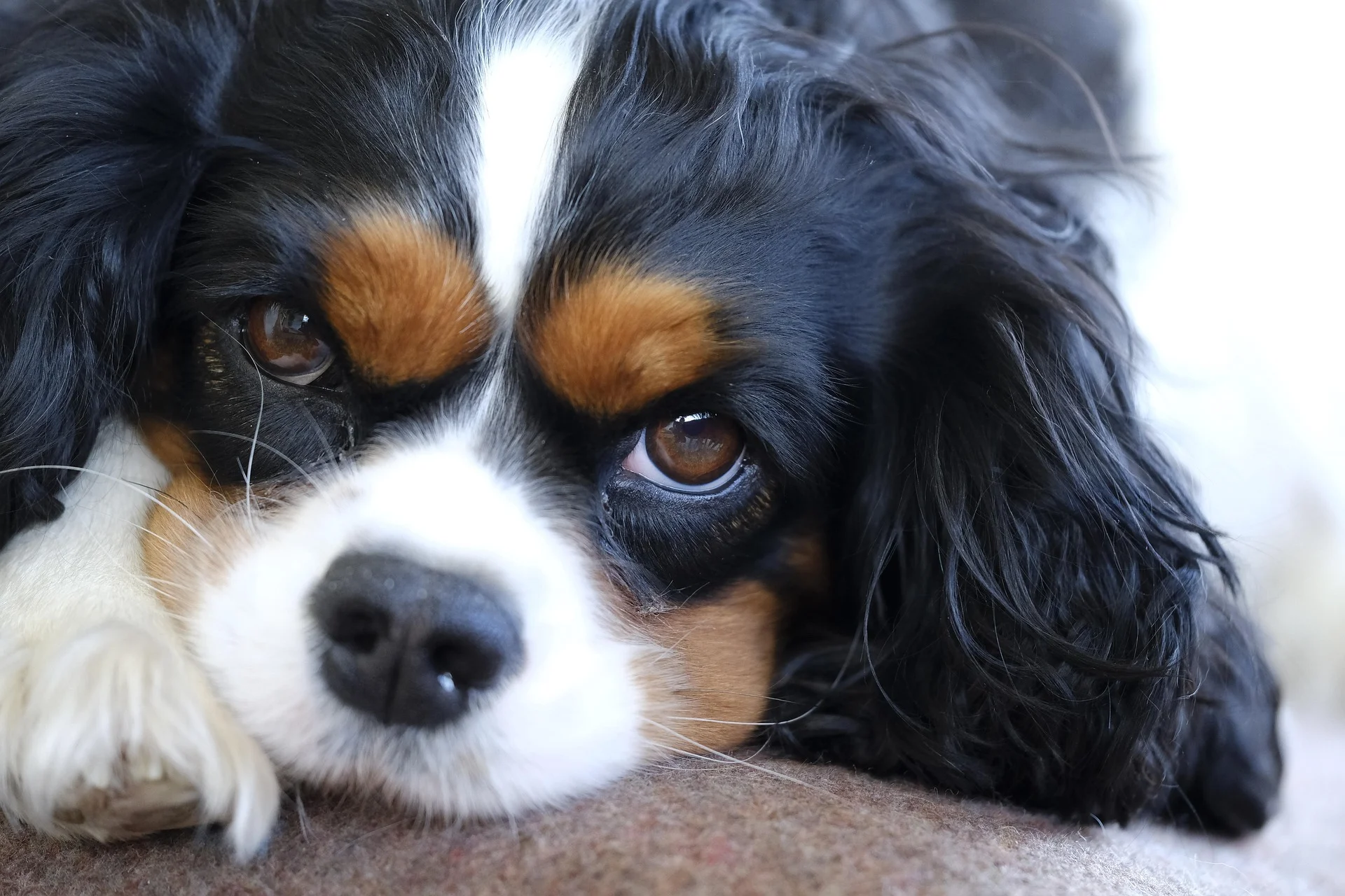 King Charles Cavalier Spaniel resting