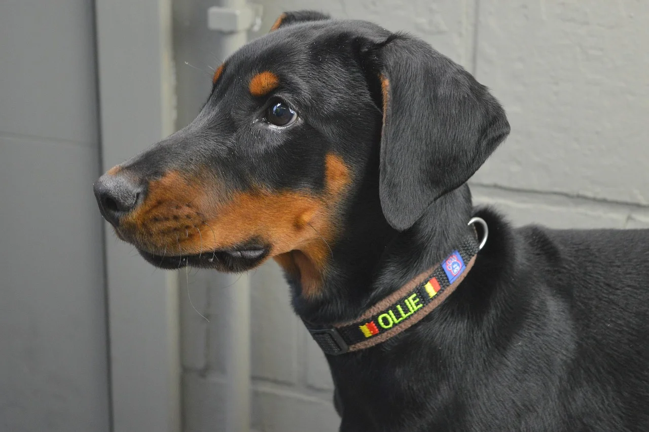 Doberman relaxing