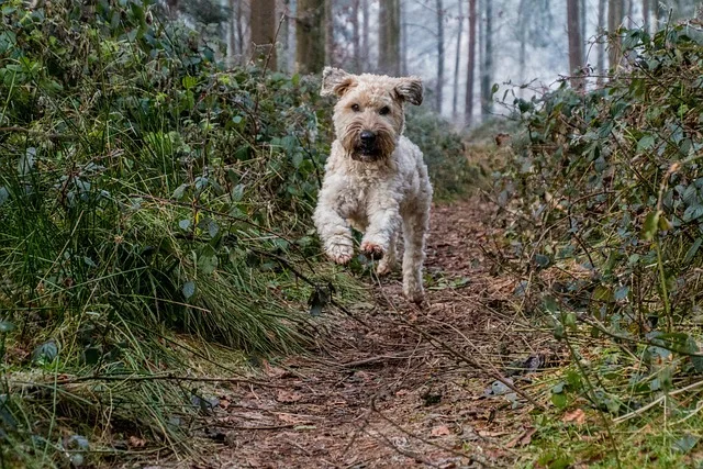 Glen of Imaal Terrier running through the wood