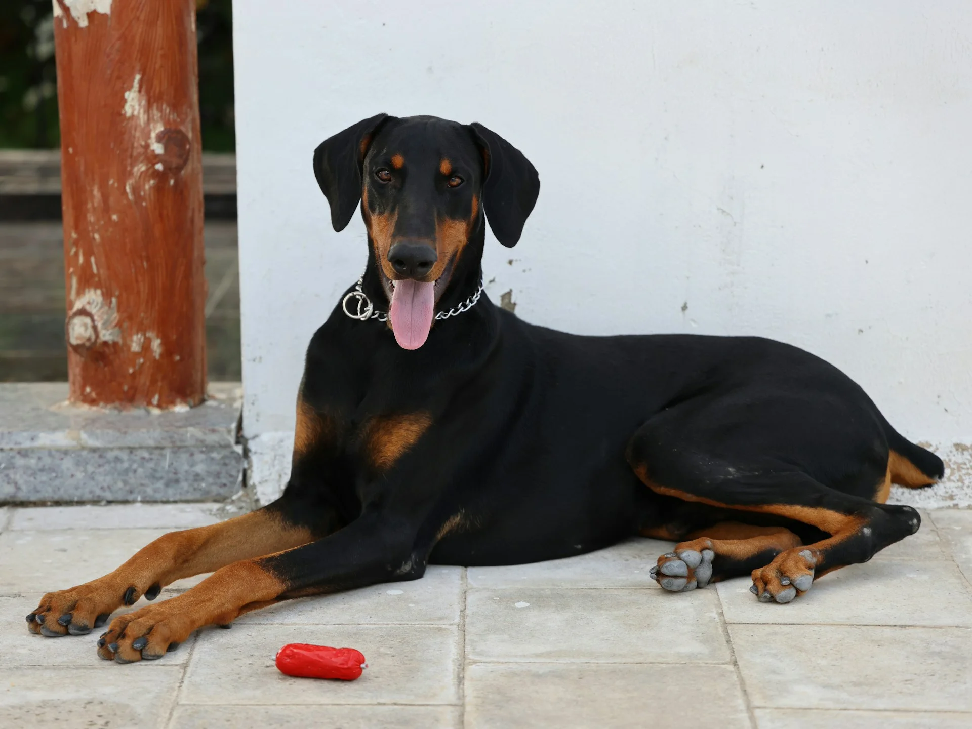 Doberman at home